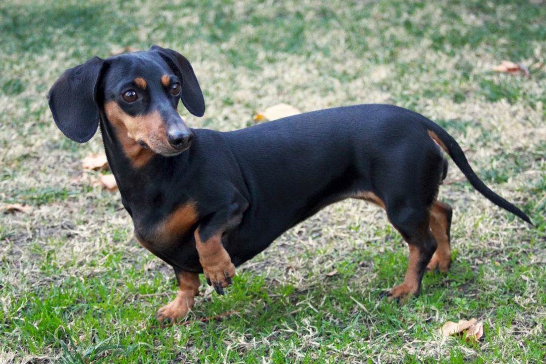 picture-of-a-dachshund